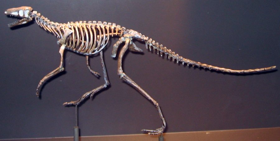 Skeleton+of+Marasuchus+Lilloensis%2C+a+dinosaur-like+ornithodiran.%0ACredit%3A+Public+Domain