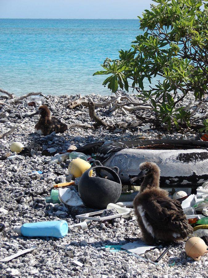 Marine debris with Laysan albatross chicks
Credit: Forest and Kim Starr