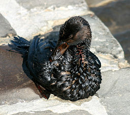 An oiled bird from Oil Spill in San Francisco Bay on 11/07/07. Credit: Brocken Inaglory.