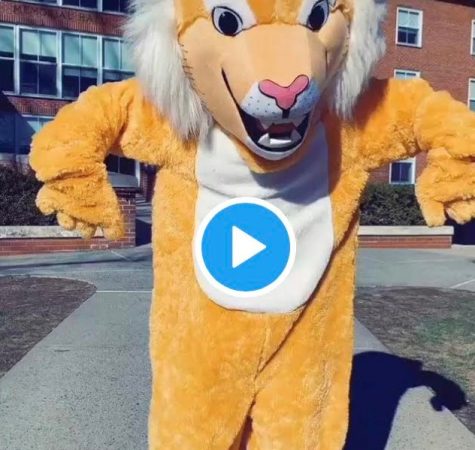 Willy the Wildcat: Newest TikTok Star