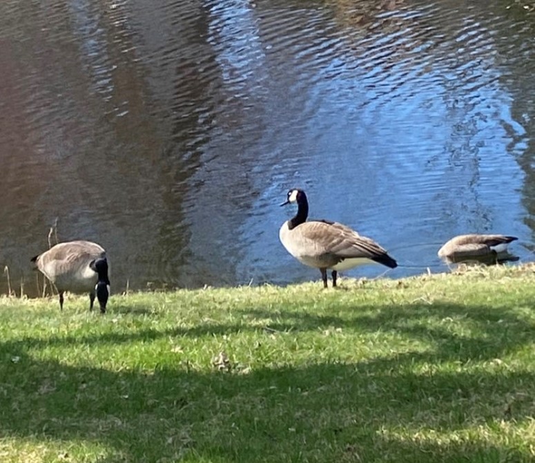 What Do We Do About The Geese?