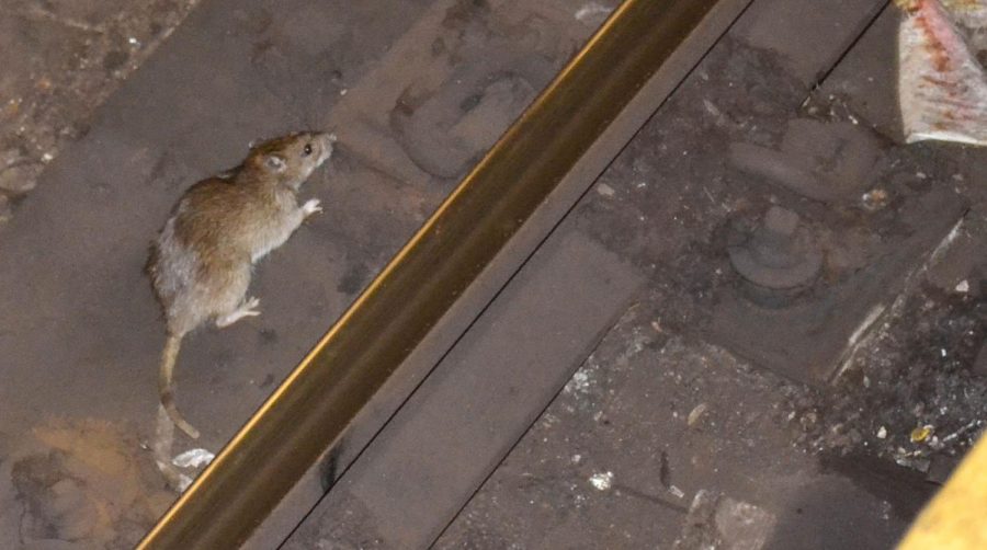 NYC Scurries to Name New "Rat Czar"