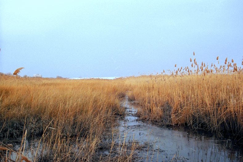 Supreme Court Decision Puts Wetlands Under Threat