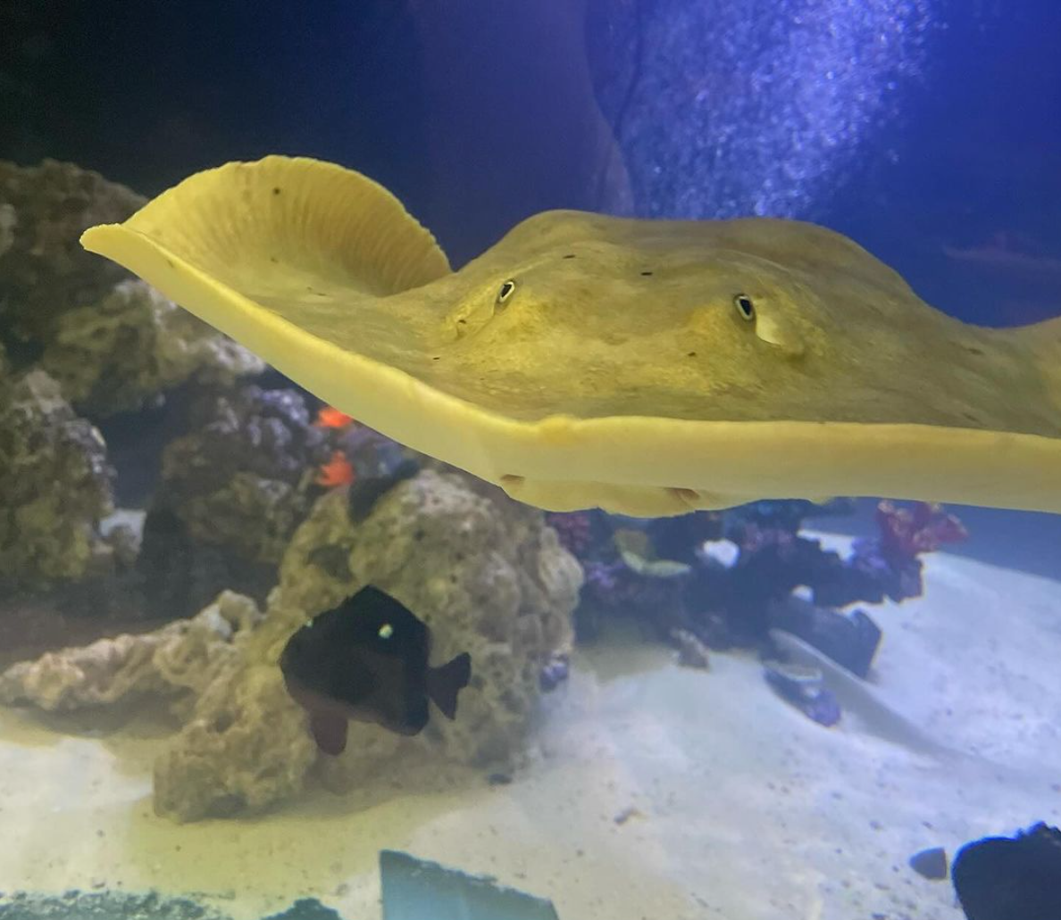 Could this Stingray be the next Virgin Mary?